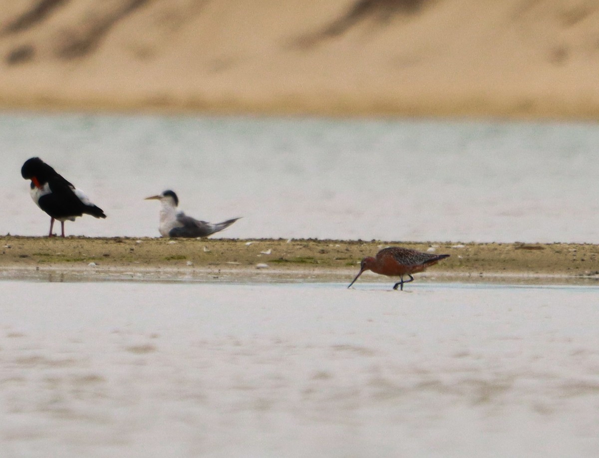 Bar-tailed Godwit - ML643681930