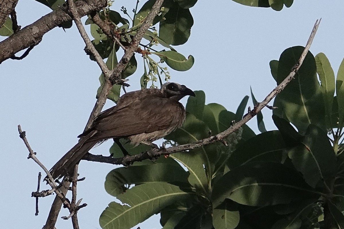 Helmeted Friarbird (Arnhem Land) - ML643681945