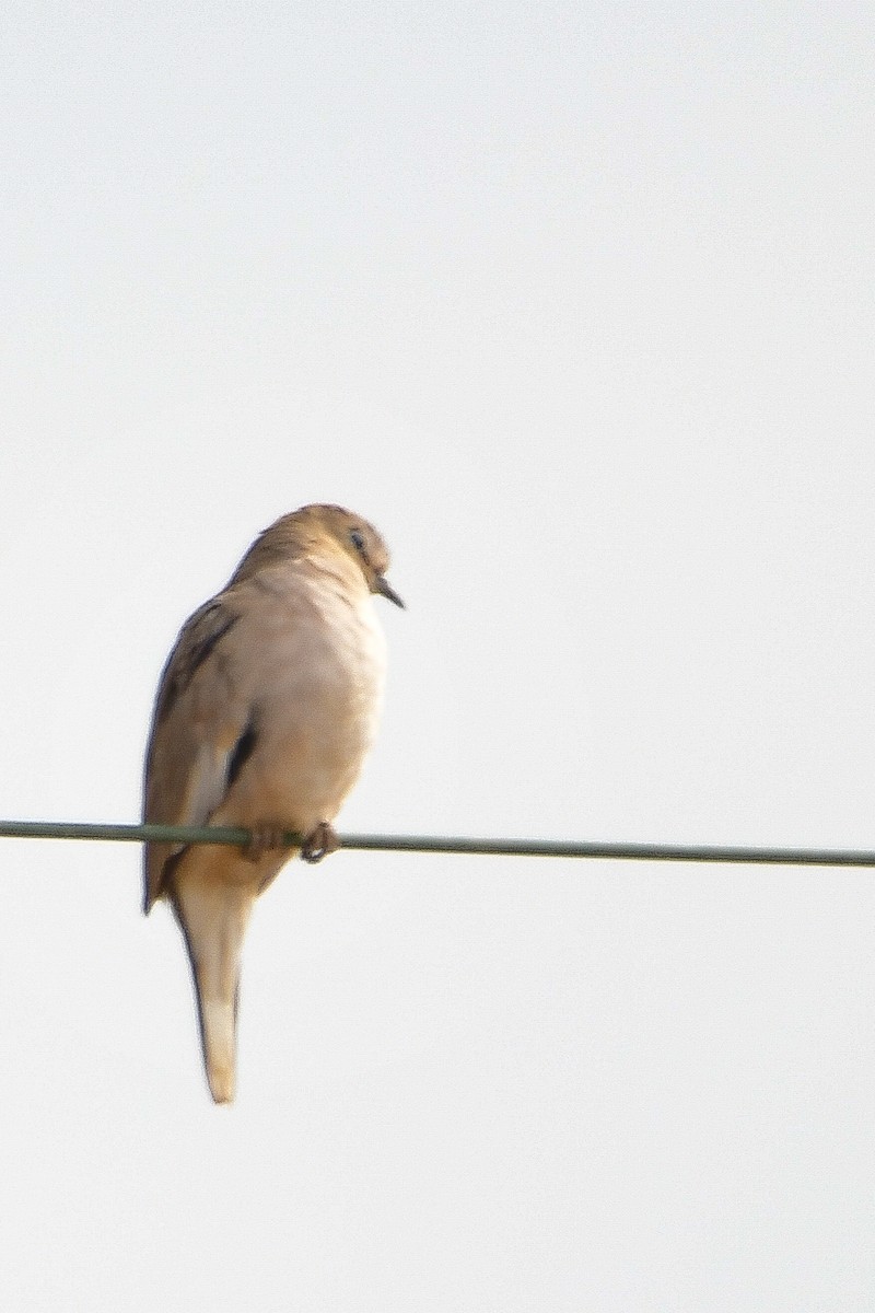 Picui Ground Dove - ML643681953