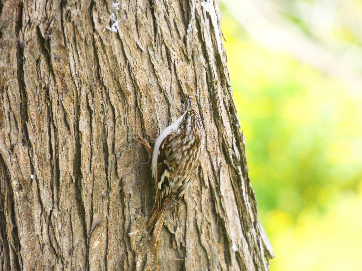 Brown Creeper - ML643681954