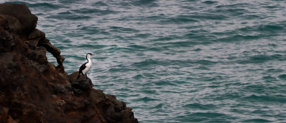 Black-faced Cormorant - ML643681969