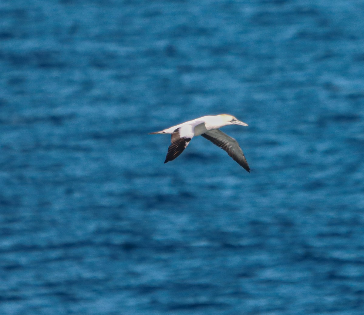 Australasian Gannet - ML643681982