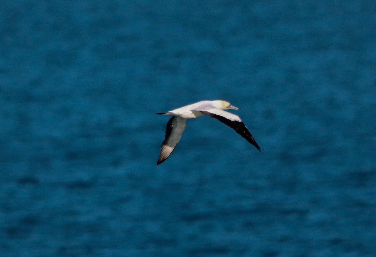 Australasian Gannet - ML643681983