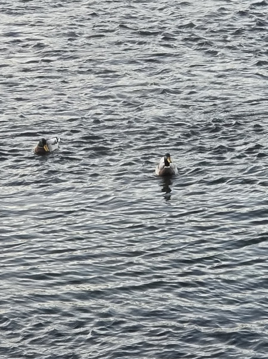 Canard colvert - ML643681984