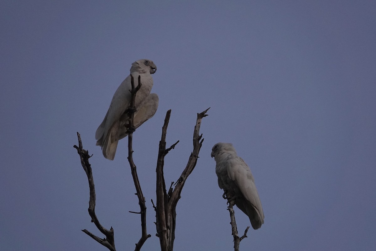 Cacatoès corella - ML643681985