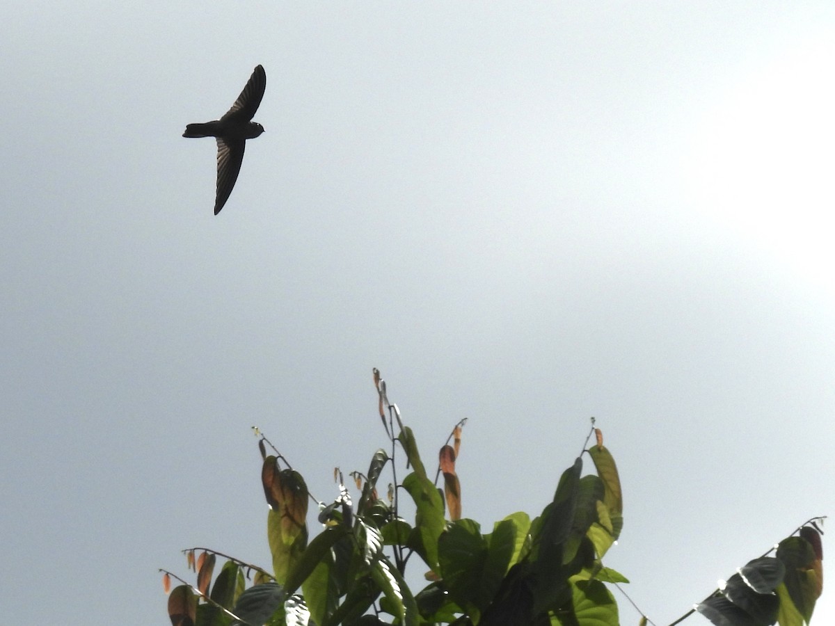 White-rumped Swiftlet - ML643681988