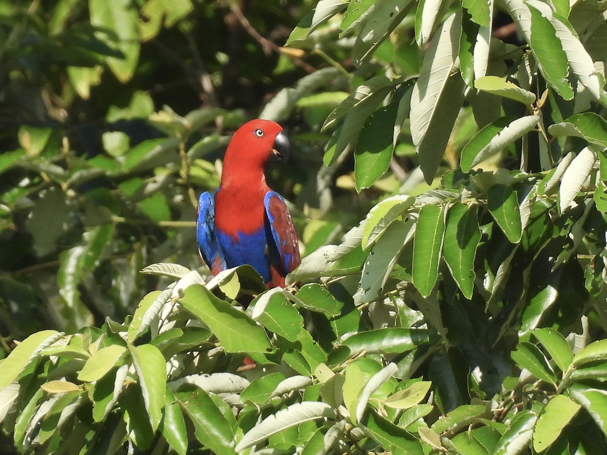 Papuan Eclectus - ML643681989