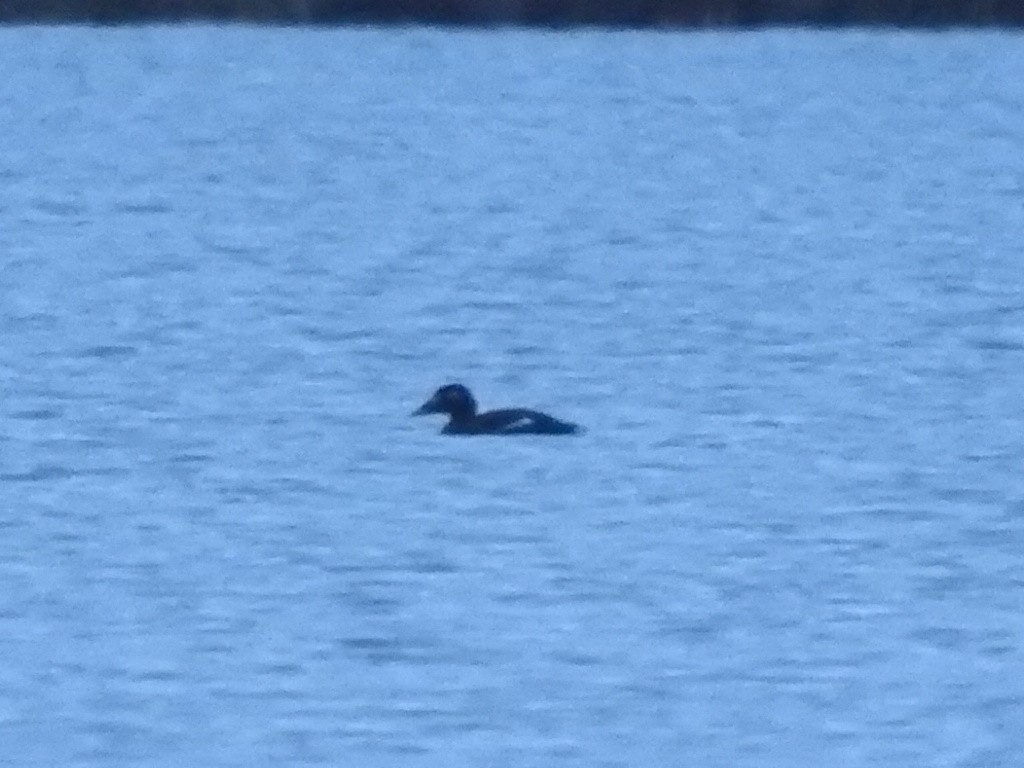 White-winged Scoter - ML643681990