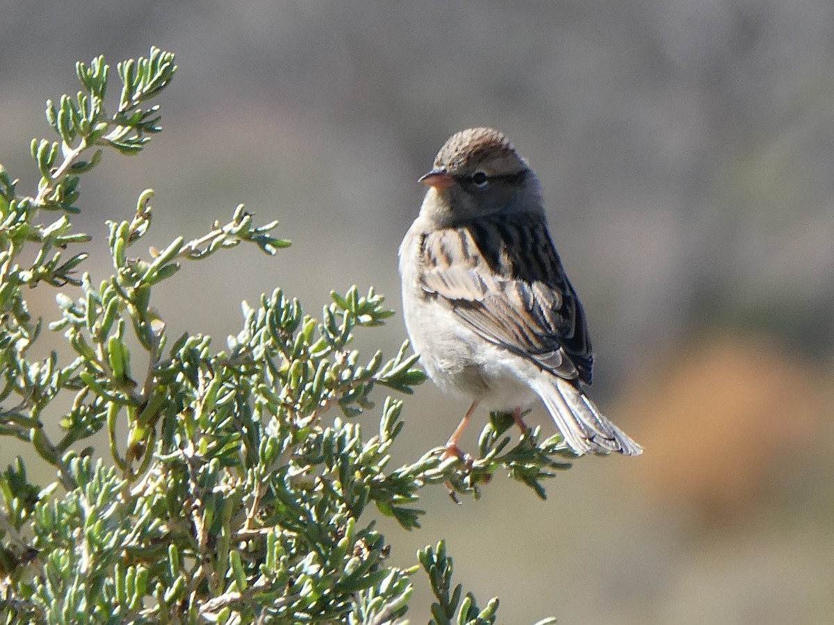 Chipping Sparrow - ML643682006
