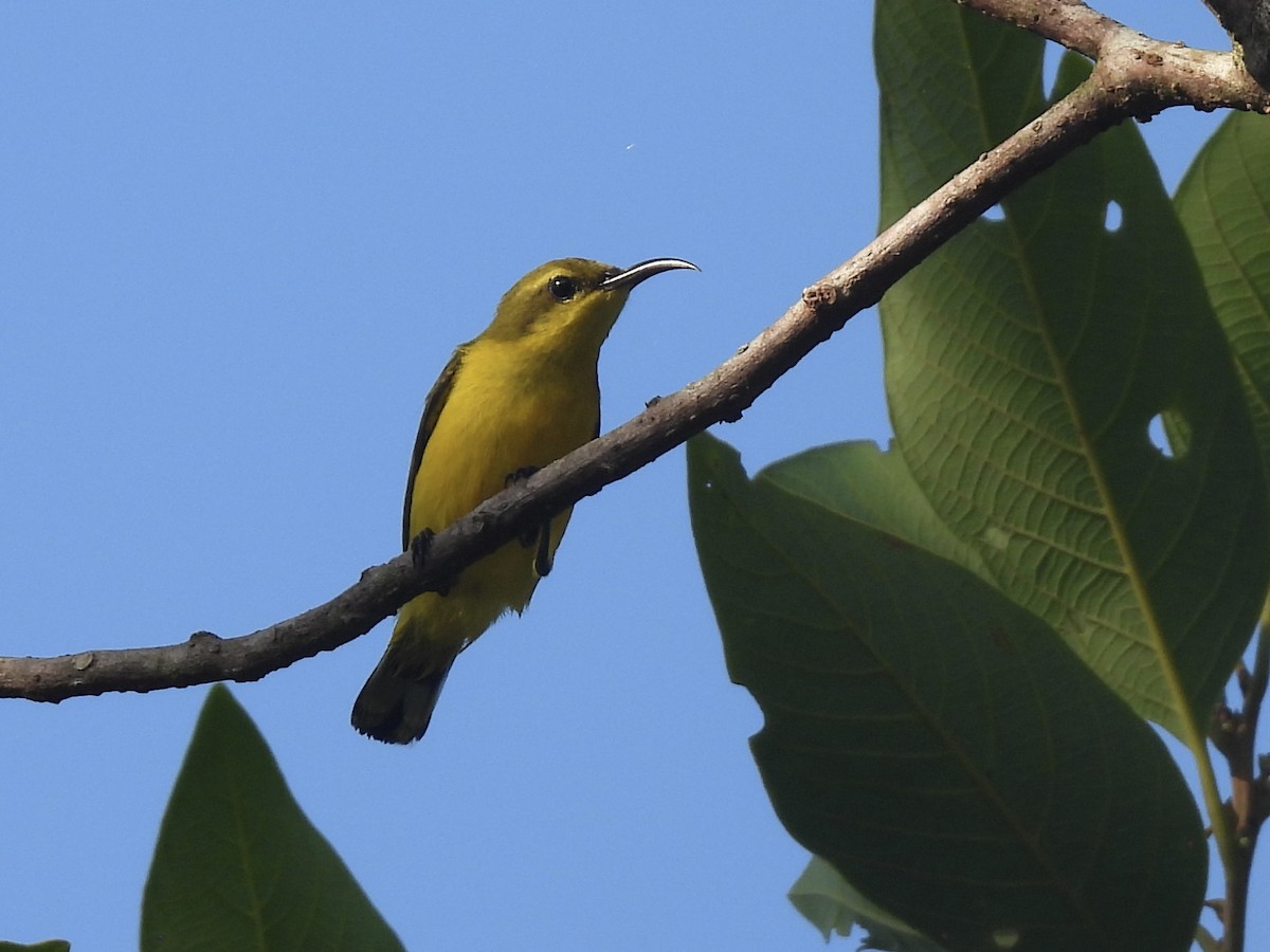 Sahul Sunbird - ML643682008