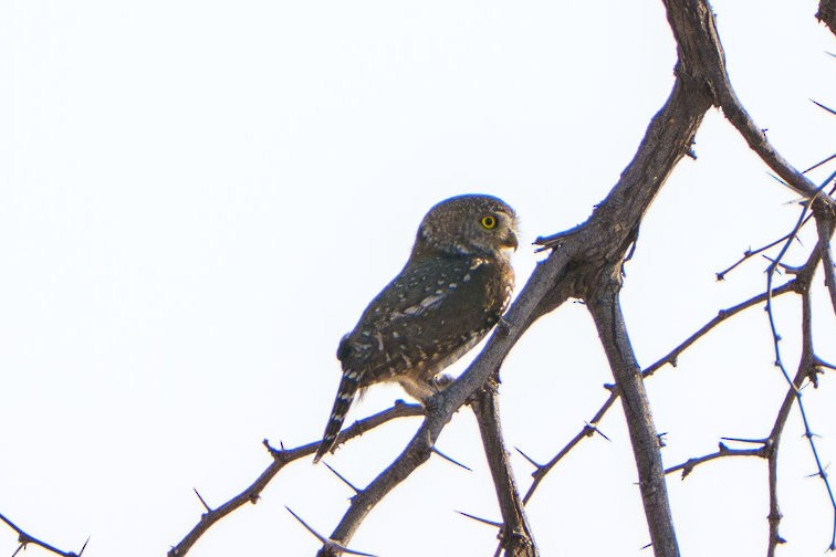 Pearl-spotted Owlet - ML643682010