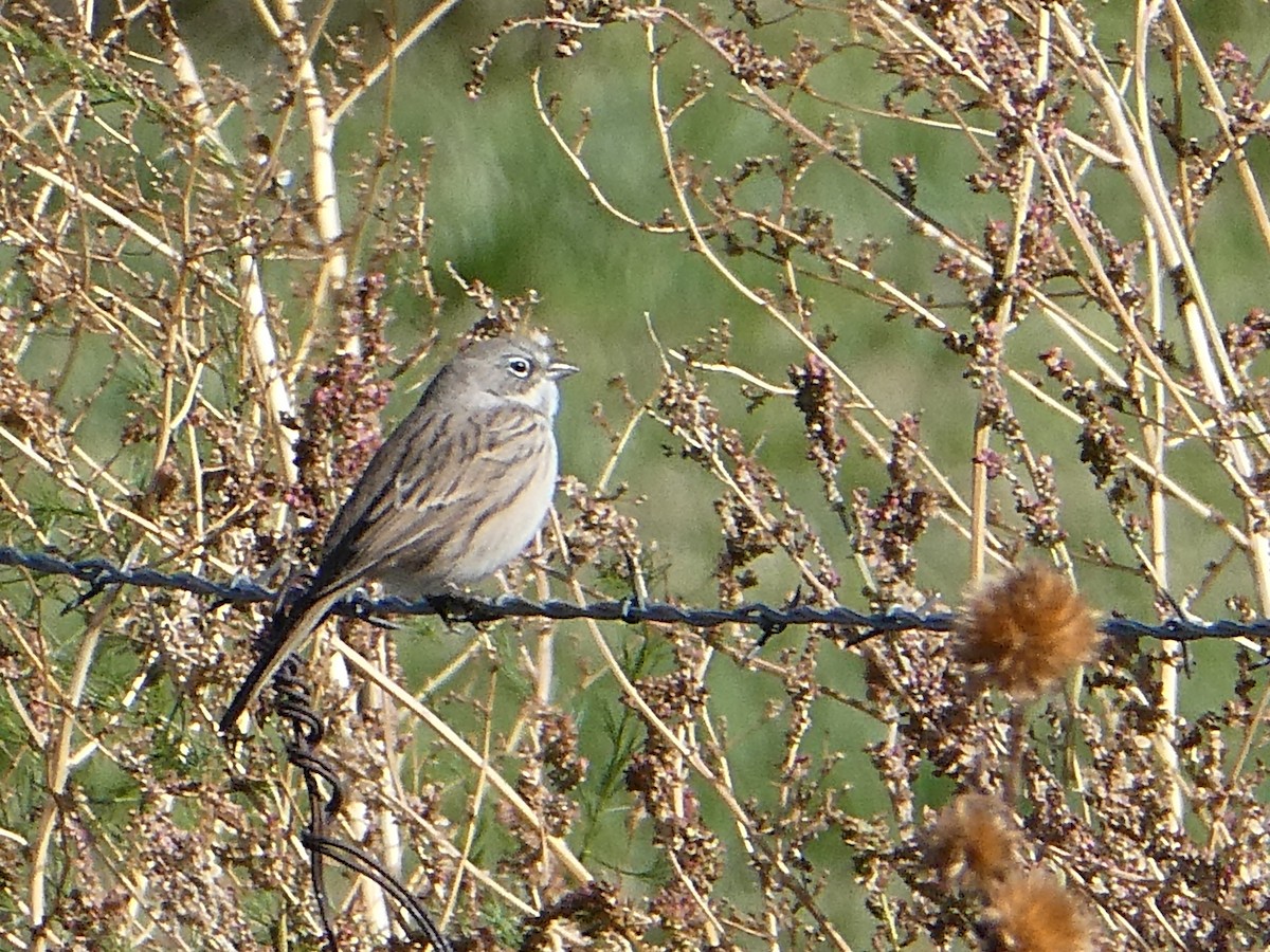 Sagebrush Sparrow - ML643682011