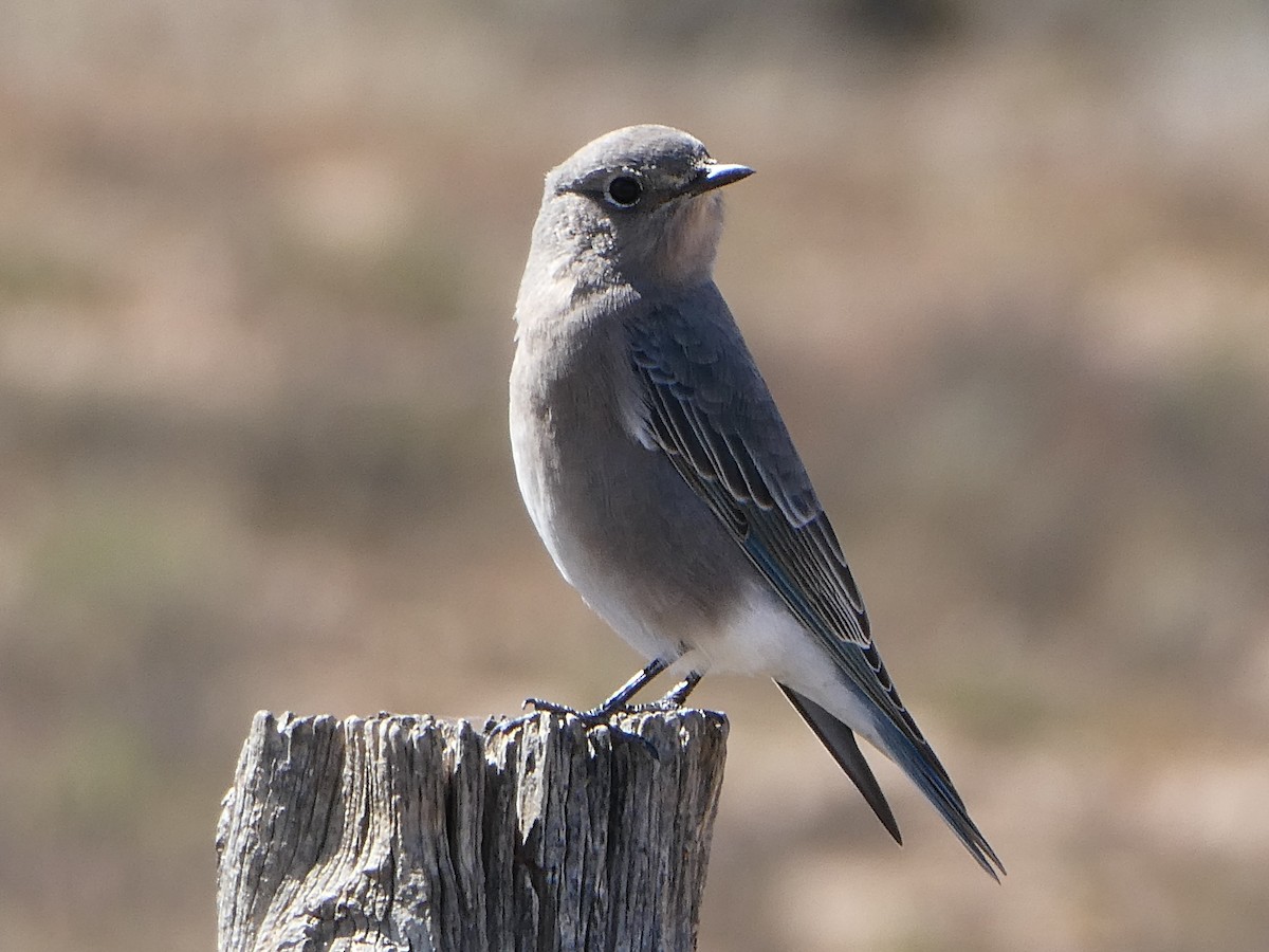 Mountain Bluebird - ML643682024