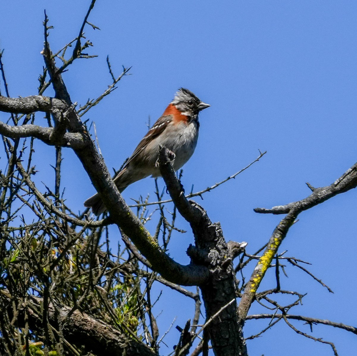Rufous-collared Sparrow - ML643682029