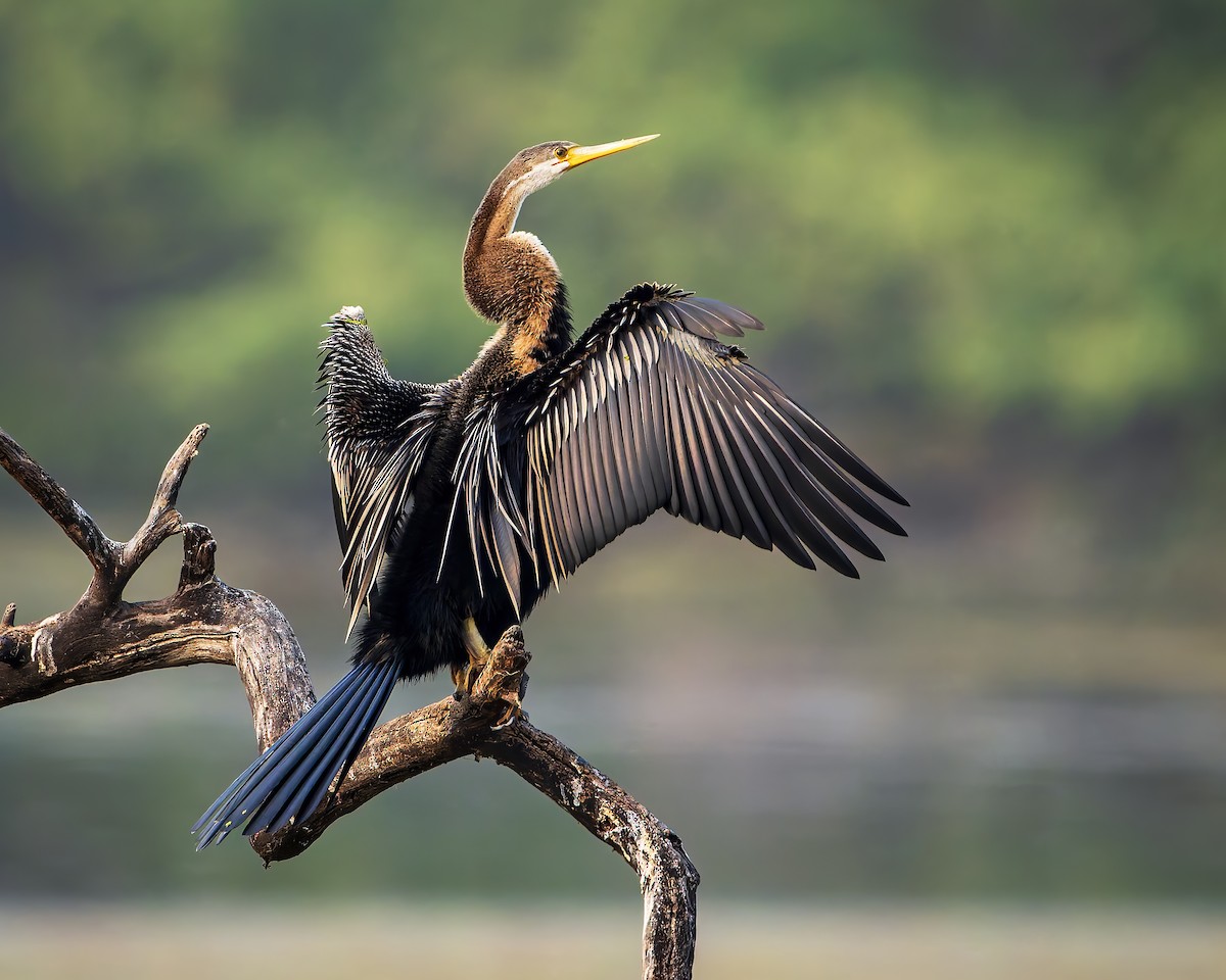 アジアヘビウ - ML643682031