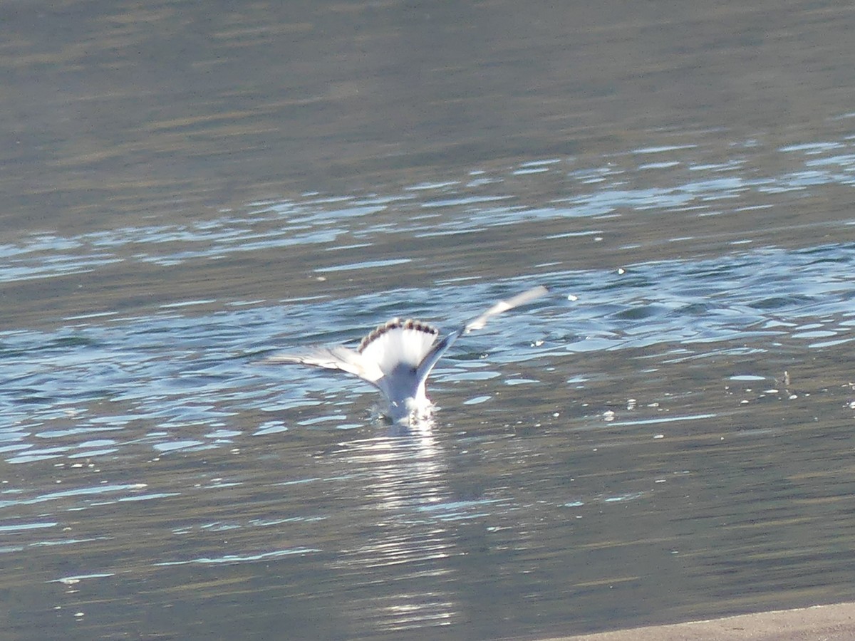 Gaviota de Bonaparte - ML643682039