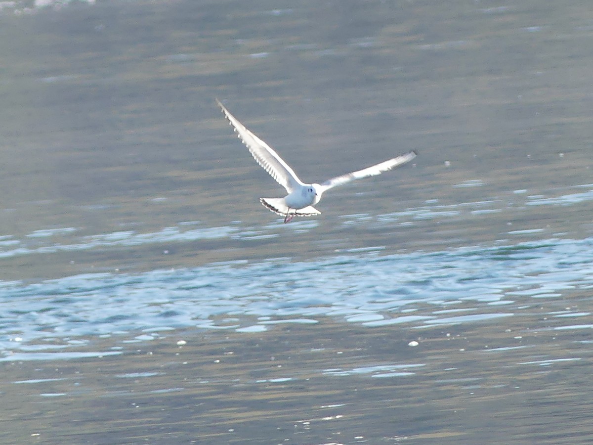 Gaviota de Bonaparte - ML643682041