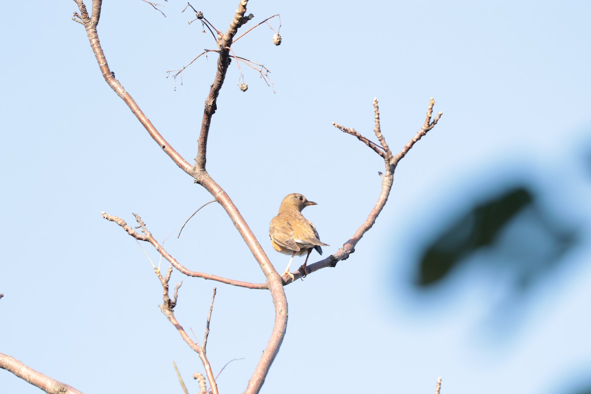 brunhodetrost - ML643682074