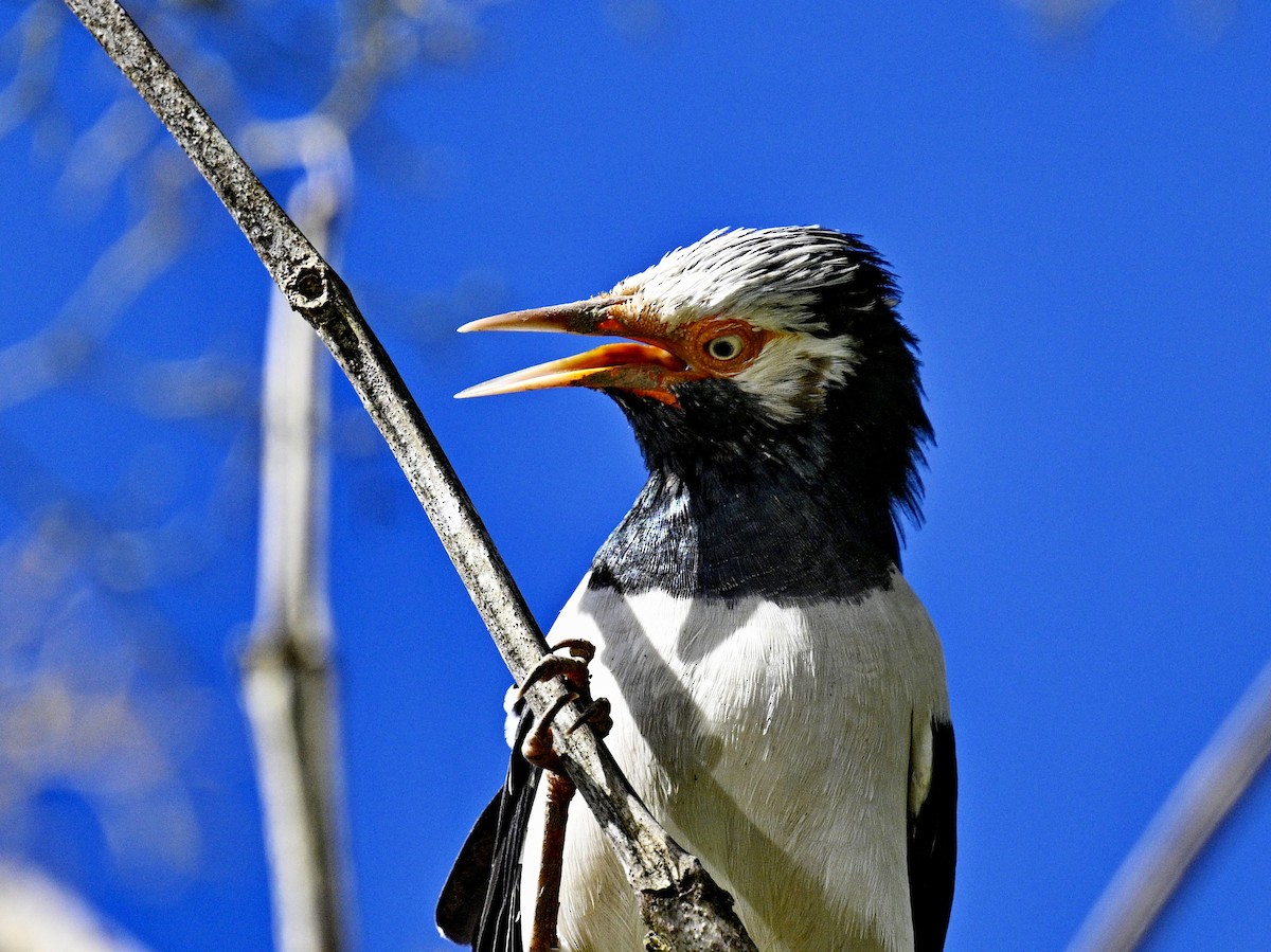 Siamese Pied Starling - ML643682075