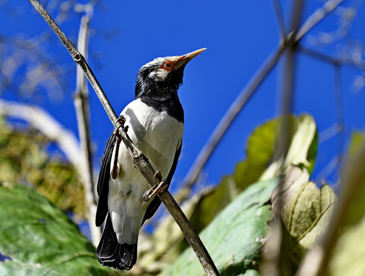 Siamese Pied Starling - ML643682076