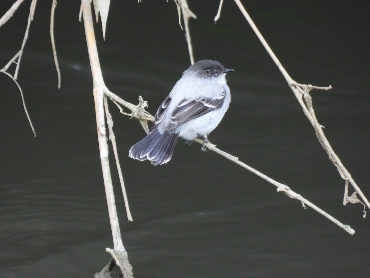 Torrent Tyrannulet - ML643682107