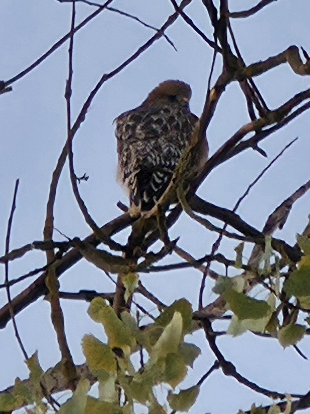káně páskovaná - ML643682113