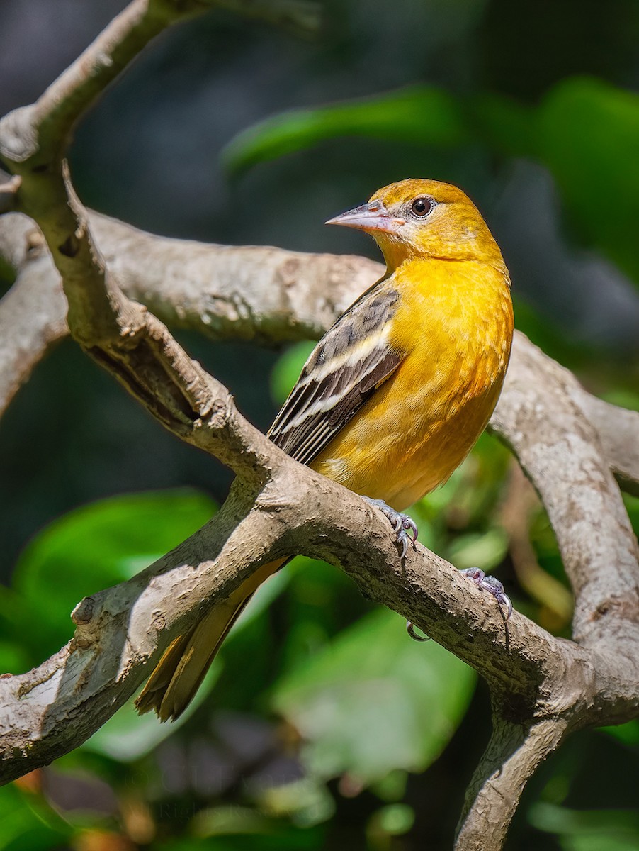 Baltimore Oriole - ML643682128