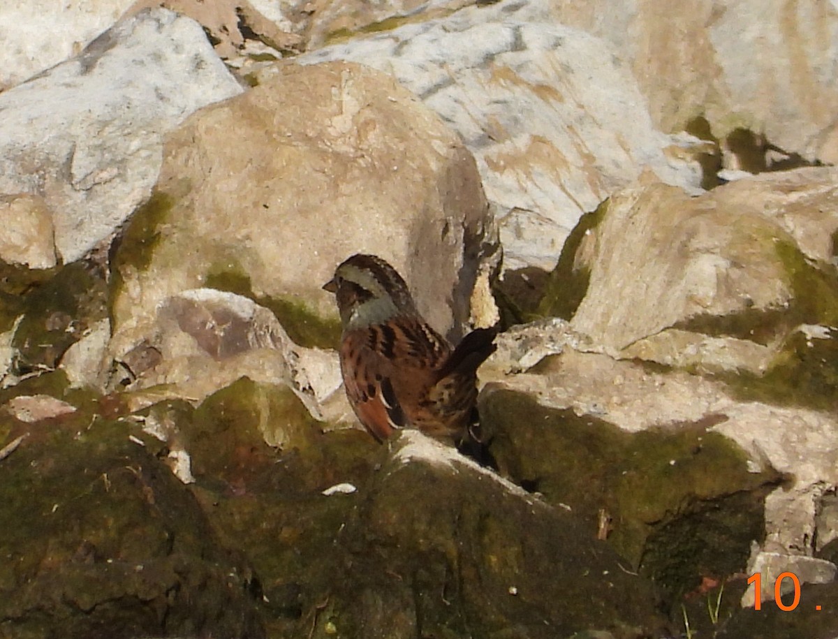 Swamp Sparrow - ML643682131