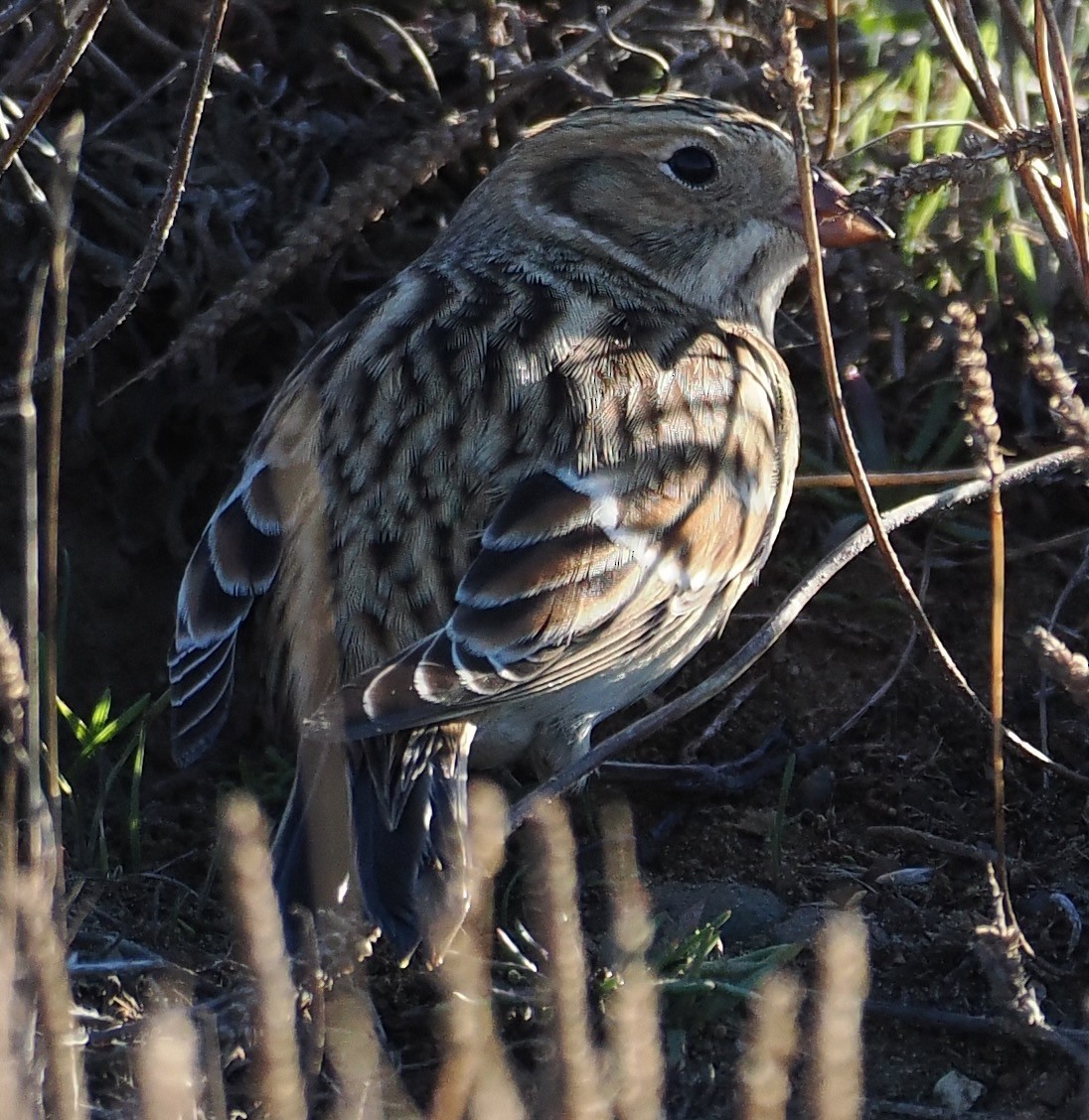 Lapland Longspur - ML643682139