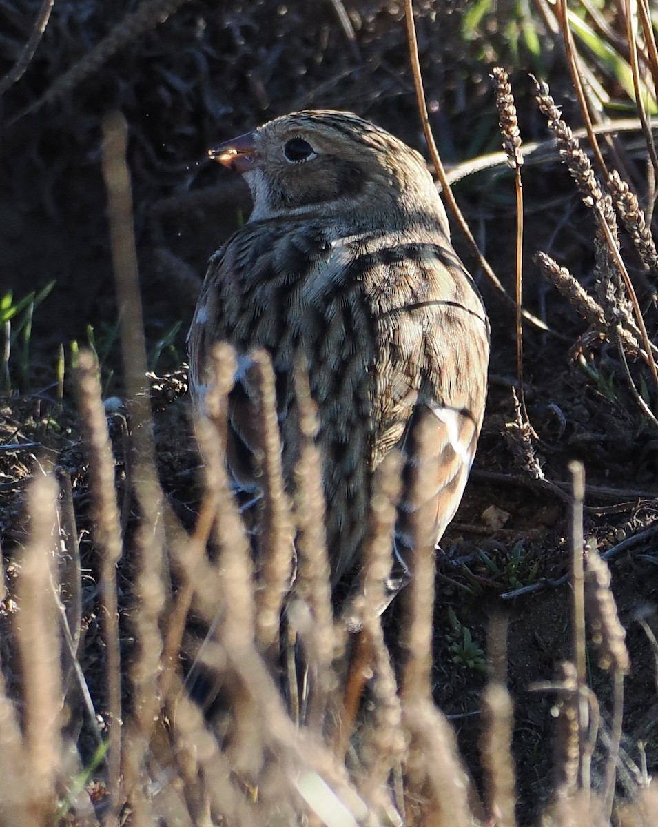 Lapland Longspur - ML643682140
