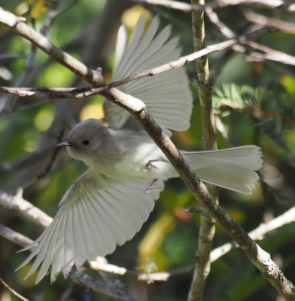 Black Phoebe - ML643682145