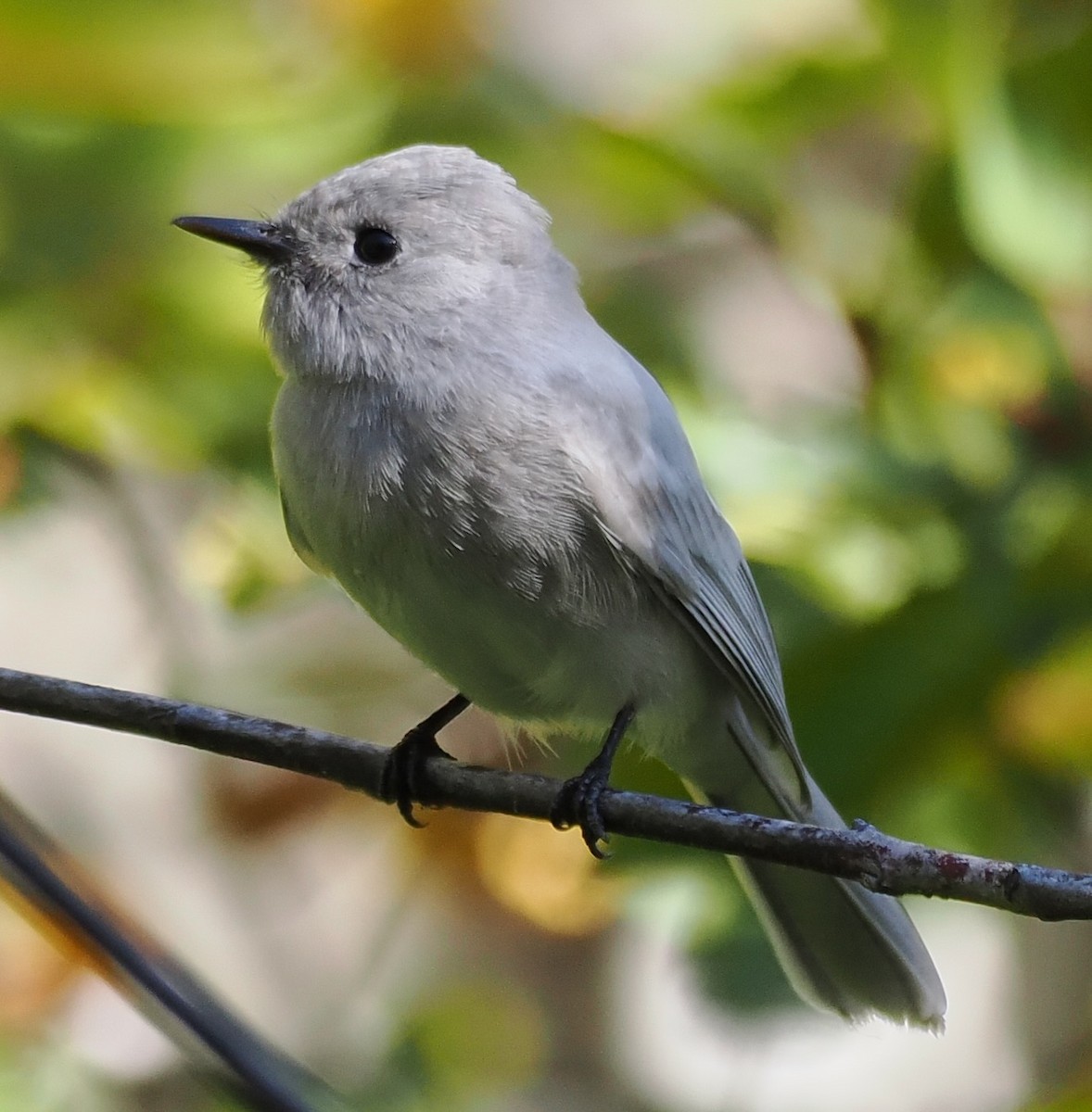 Black Phoebe - ML643682146
