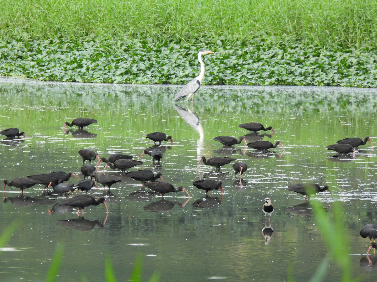 rødmaskeibis - ML643682149