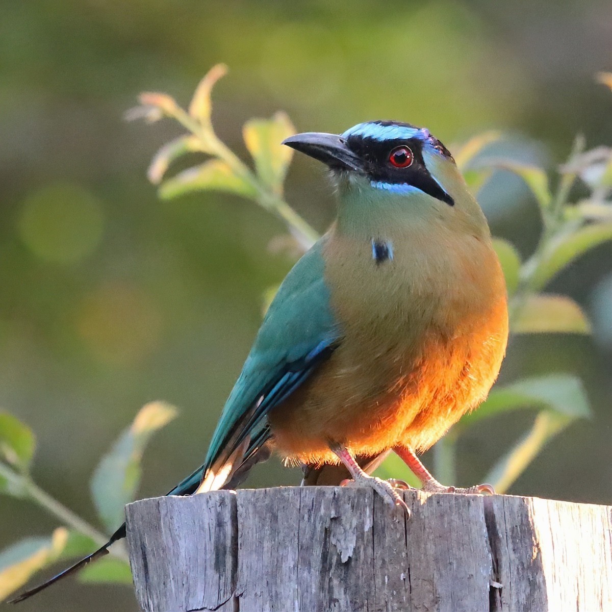 Amazonian Motmot - ML643682152
