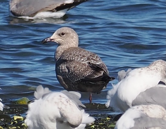 Iceland Gull (Thayer's) - ML643682154
