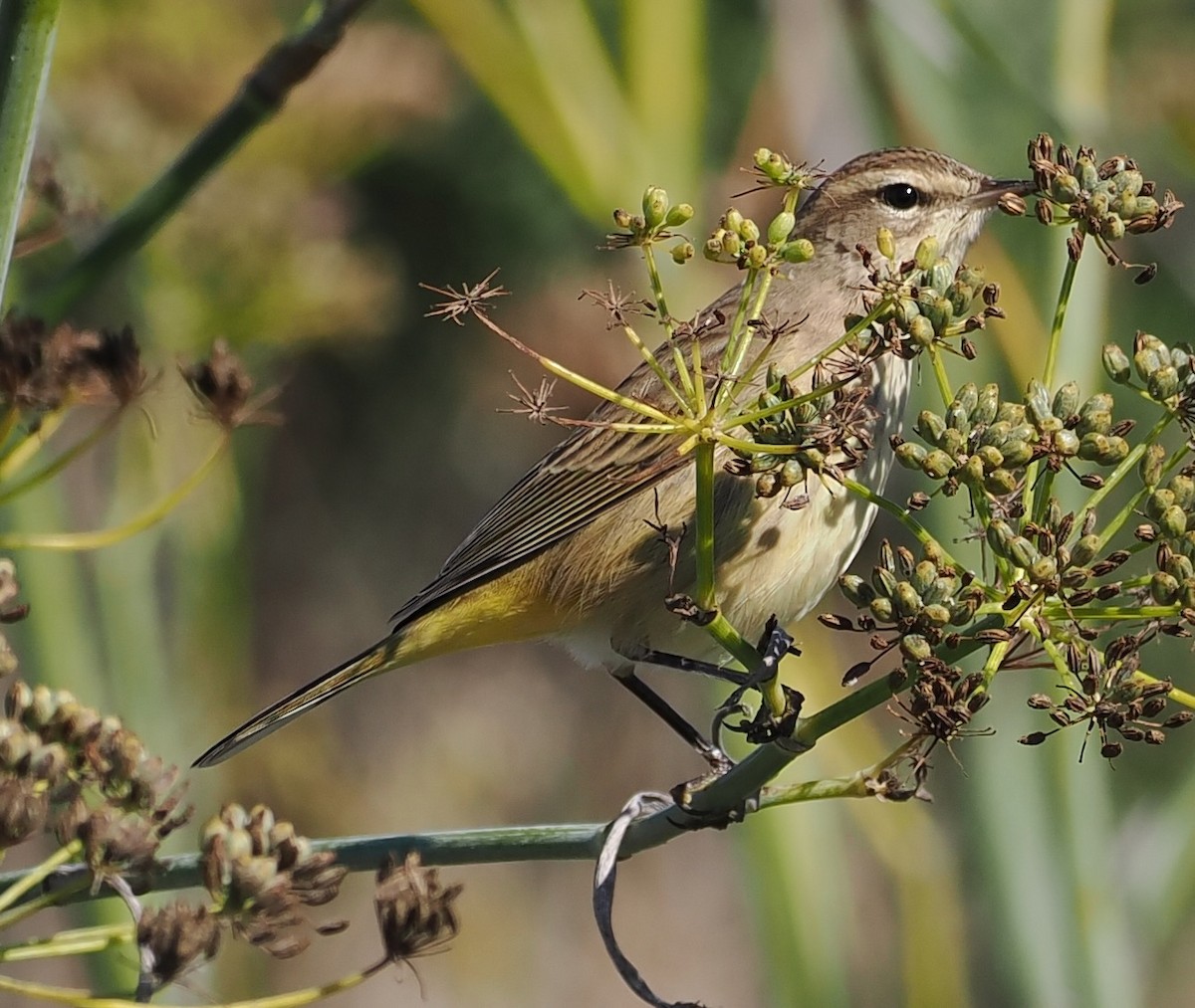 Palm Warbler - ML643682156