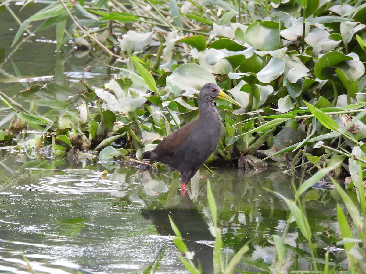 Blackish Rail - ML643682158
