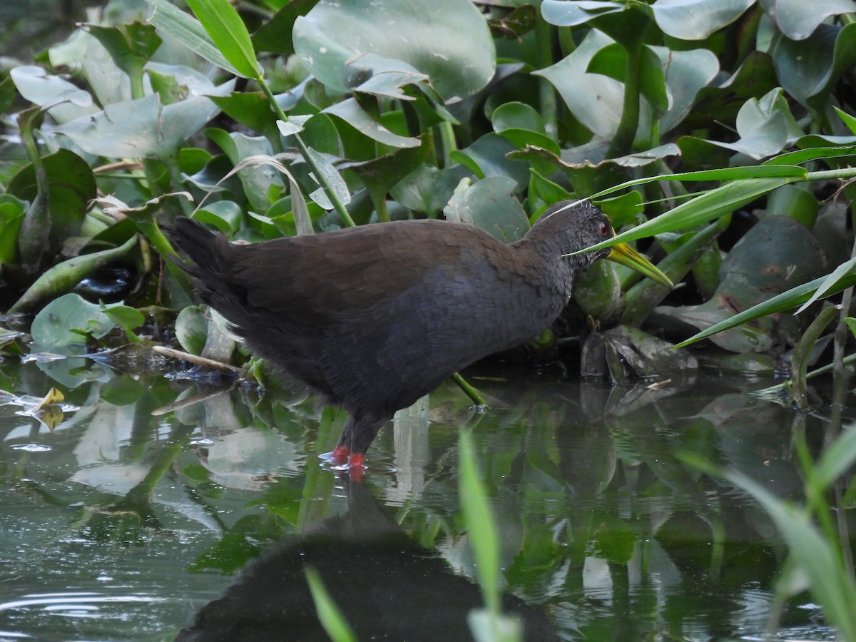 Blackish Rail - ML643682159