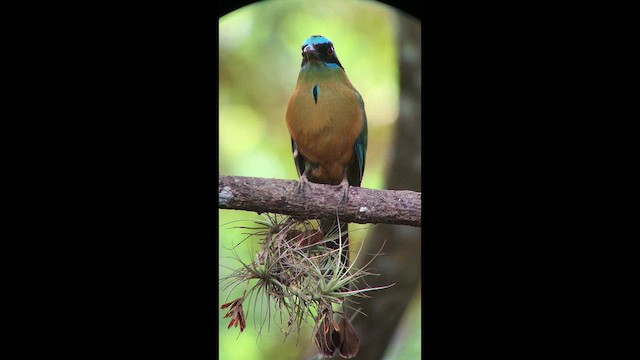 Amazonian Motmot - ML643682162