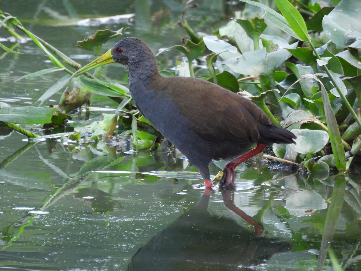 Blackish Rail - ML643682164