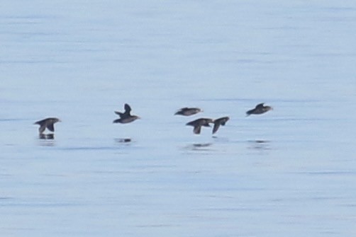 Crested Auklet - ML643682167