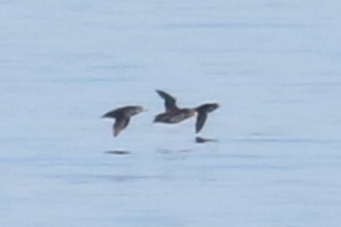 Crested Auklet - ML643682169