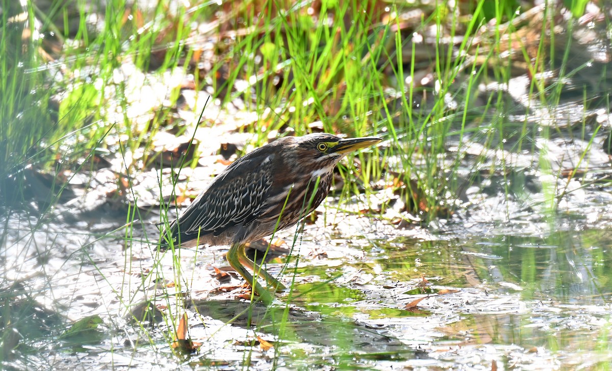 Green Heron - ML643682172