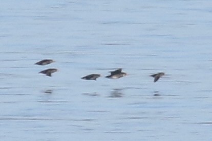 Crested Auklet - ML643682173