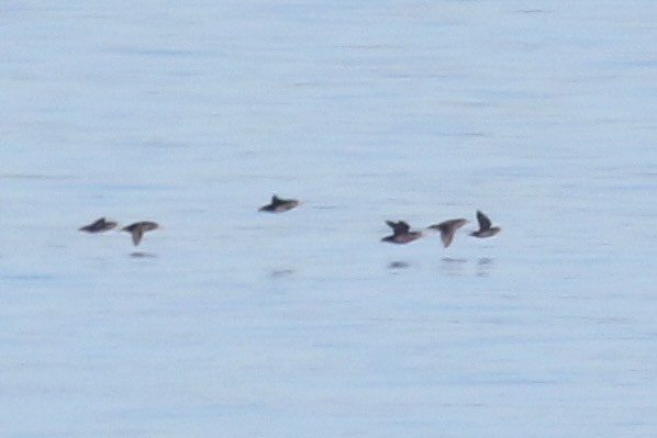 Crested Auklet - ML643682176