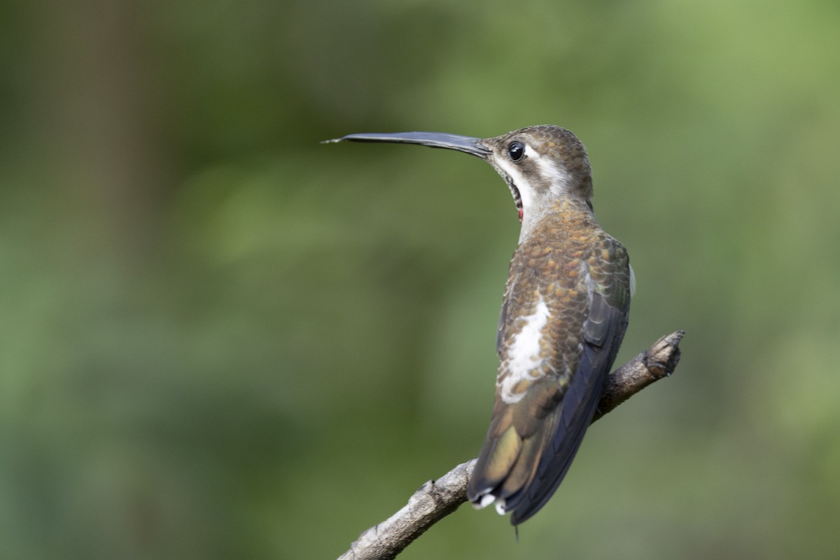 Plain-capped Starthroat - ML643682177