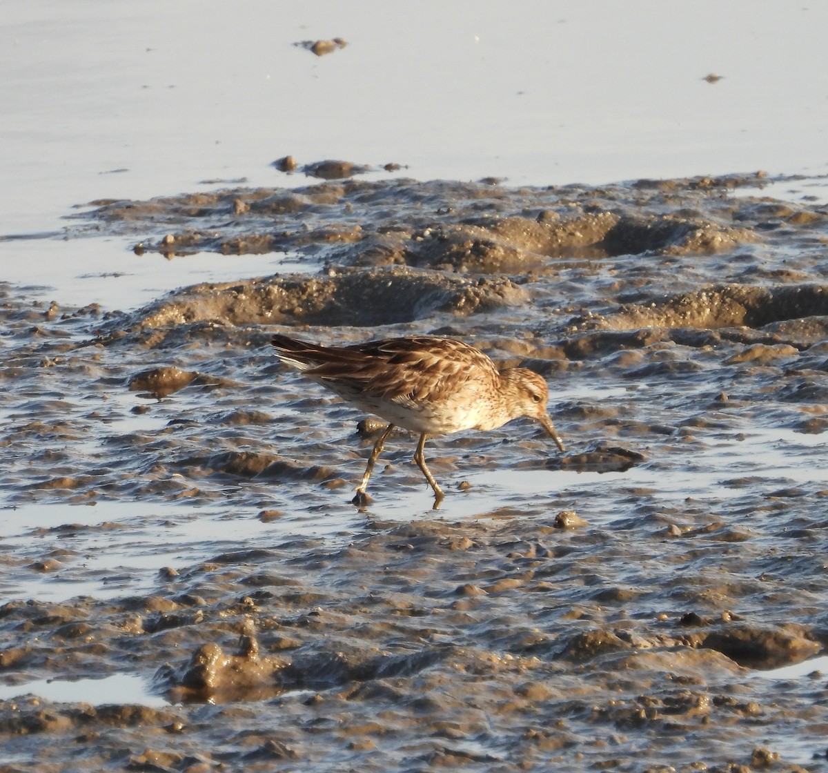 Sharp-tailed Sandpiper - ML643682183