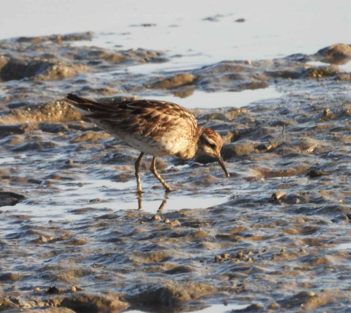 Sharp-tailed Sandpiper - ML643682185