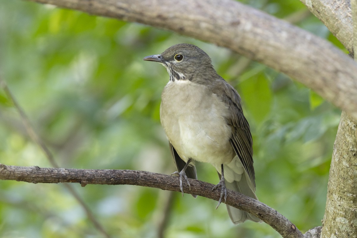 White-throated Thrush - ML643682191