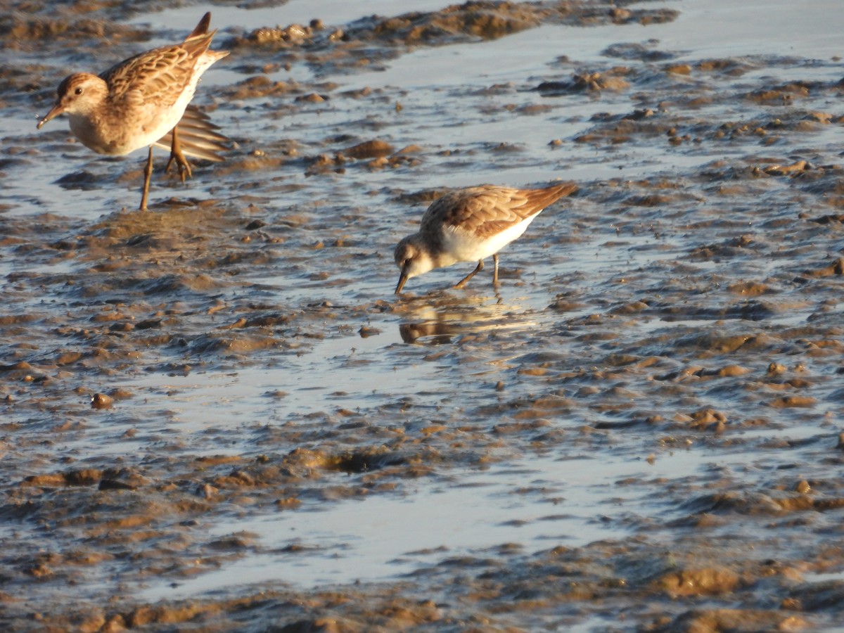 Sharp-tailed Sandpiper - ML643682194